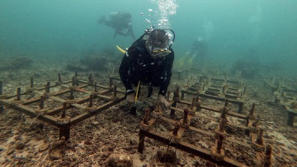 Kesinambungan Konservasi Alam Tetap Dilakukan Selama Pandemi