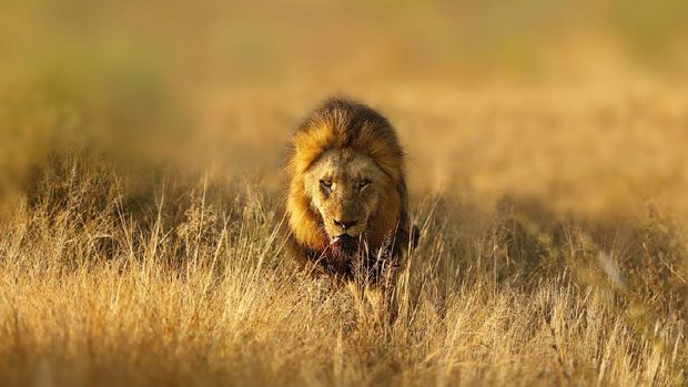 Kruger National Park, South Africa Lion African big cats pantera leo wildlife safari animals carnivore hunter