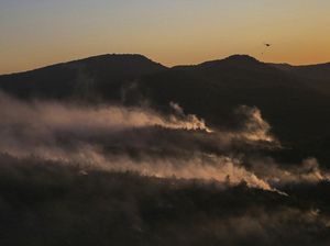 Kebakaran Hutan di Aljazair: 38 Orang Tewas, 25 di Antaranya Tentara
