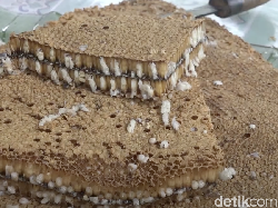 Nyamm! Pepes Sarang Lebah dan Gogos yang Unik dari Polewali Mandar