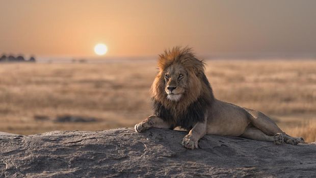 Serengeti National Park, Tanzania This photo was shoot during my game drive safari in Serengeti national park, Tanzania. The male lion is sitting on the top of the rock and look for his land.