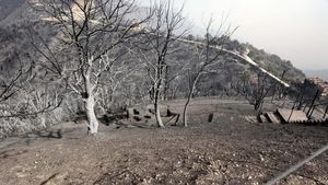 Kebakaran Hutan di Aljazair, 38 Orang Tewas