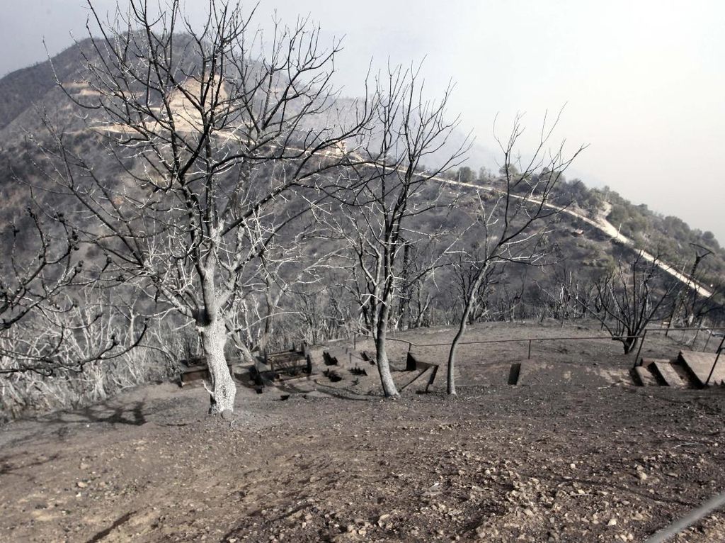 Kebakaran Hutan di Aljazair, 38 Orang Tewas
