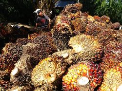 Kejari Simalungun Hentikan Penuntutan 5 Tersangka Pencurian Kelapa Sawit