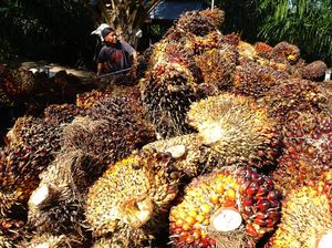 Harga TBS Sawit-CPO di Sumut Semakin Tinggi Pekan Ini Harga TBS Sawit-CPO di Sumut Semakin Tinggi Pekan Ini