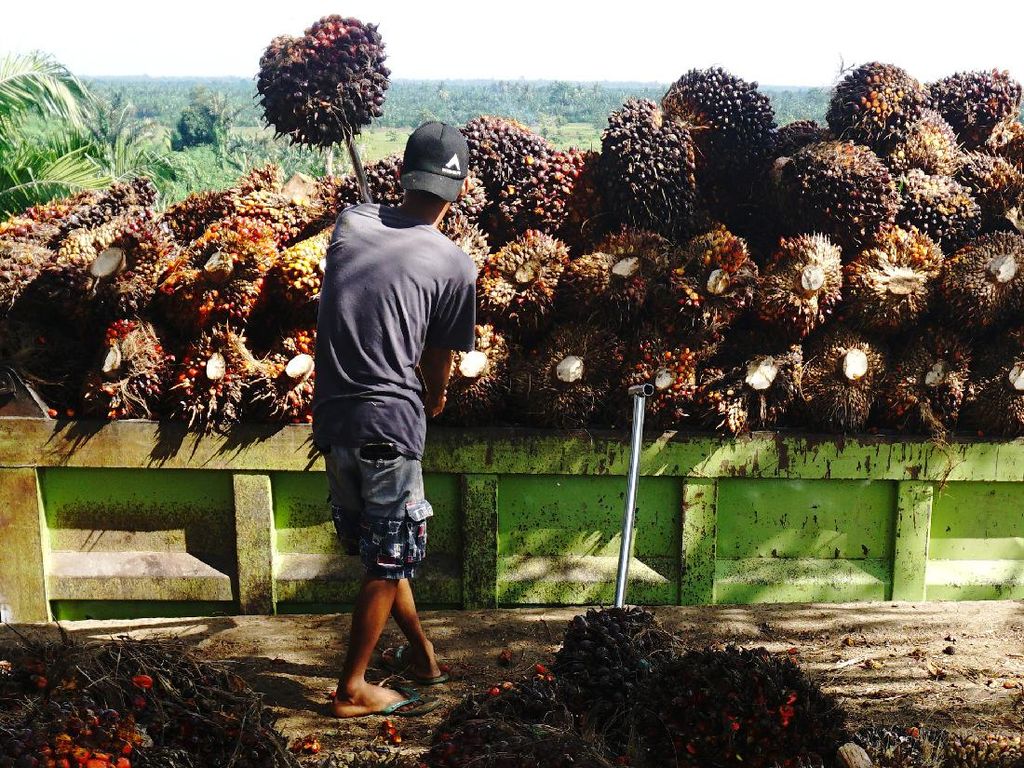 Pabrik di Riau Mulai Setop Beli Sawit Petani