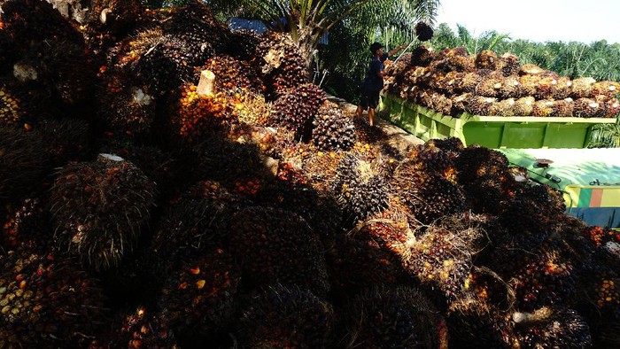 Pekerja membongkar muat Tandan Buah Segar (TBS) kelapa sawit ke atas truk di Mamuju Tengah , Sulawesi Barat, Rabu (11/08/2021). Harga TBS kelapa sawit tingkat petani sejak sebulan terakhir mengalami peningkatan harga dari Rp1.970 per kilogram naik menjadi Rp2.180  per kilogram disebabkan meningkatnya usul pasar sementara ketersediaan TBS kelapa sawit berkurang. ANTARA FOTO/ Akbar Tado/wsj.