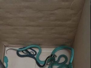 Cerita Tim Diskar Evakuasi 5 Ular Berbisa Selundupan dalam Paket Cerita Tim Diskar Evakuasi 5 Ular Berbisa Selundupan dalam Paket