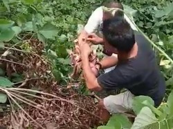 Buang Bayinya ke Tumpukan Sampah, Ibu di Asahan Sumut Ditangkap Polisi