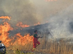 Kebakaran Italia Berkobar, Suhu Nyaris 50 Derajat Celcius