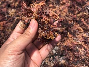Top! Rumput Laut Asal Sidoarjo Terbang ke Eropa dan Asia Timur