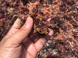 Bikin Sedotan dari Rumput Laut, Orang RI Disuntik Modal Hampir Rp 1 M