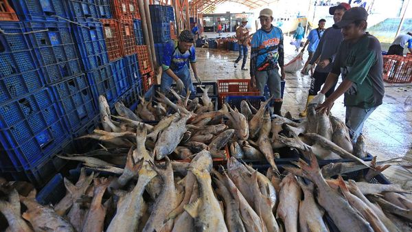 PDB Perikanan Meningkat Pada Kuartal II