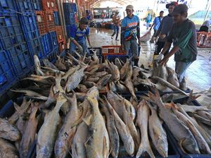 PDB Perikanan Meningkat Pada Kuartal II