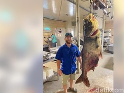 Wow, Nelayan Tangkap Ikan Mas Seberat 57 Kg! Ini Penampakannya