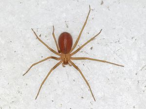 Digigit Laba-laba Bukan Jadi Spiderman, tapi Turis Ini Harus Amputasi Jari-jarinya