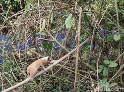 Melihat Pelepasliaran 3 Ekor Kukang di Cagar Alam Nusa Gede Panjalu Ciamis
