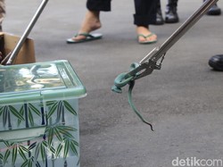 5 Ular Berbisa yang Coba Diselundupkan ke Luar Negeri Akan Dilepasliarkan