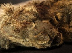 Mumi Singa Berumur 28 Ribu Tahun Ditemukan Utuh