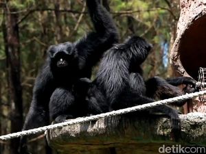 Tutup Selama PPKM, Taman Safari Prigen Buka Donasi untuk Pakan Satwa