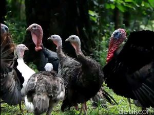 Pengelola Taman Safari Indonesia Harap PPKM Tak Berkepanjangan Pengelola Taman Safari Indonesia Harap PPKM Tak Berkepanjangan