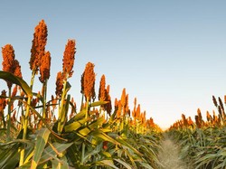 Kisah Maria Loretha yang Berhasil Kembangkan Sorgum di NTT