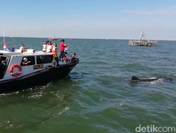 Saat Gus Ipul Terbius Tingkah Polah Hiu Paus