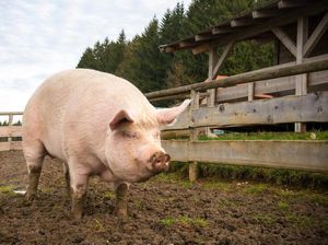 Kenapa Babi Kesulitan Saat Lihat Atas dan Toleh Belakang?
