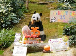 Panjang Umur! Panda Raksasa Tertua Rayakan Ulang Tahun ke-35