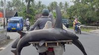 Buat Dijual, Ikan Hiu Ini Dibonceng Sepeda Motor