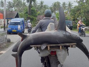 Buat Dijual, Ikan Hiu Ini Dibonceng Sepeda Motor