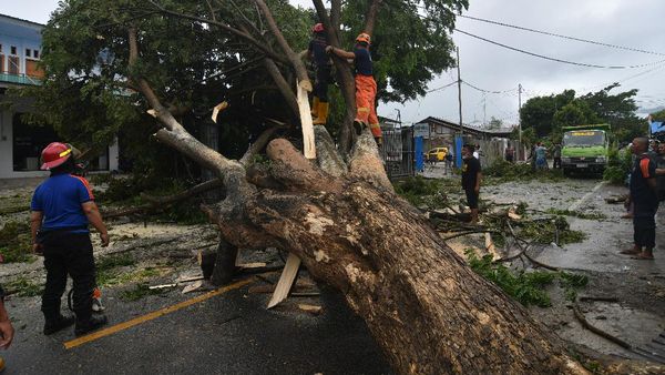 Pohon-pohon di Palu Tumbang Imbas Cuaca Buruk