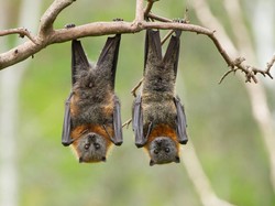 Lacak Asal Usul Virus Corona, Peneliti Tes Swab Kelelawar