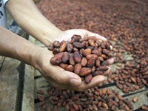 Bukan karena Petani Malas: Kakao RI Rontok Gara-gara Iklim & Pohon Uzur Bukan karena Petani Malas: Kakao RI Rontok Gara-gara Iklim & Pohon Uzur