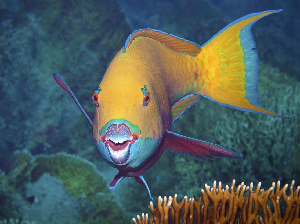 Dari Manakah Pasir Pantai Berasal? Ada dari Kotoran Ikan! Dari Manakah Pasir Pantai Berasal? Ada dari Kotoran Ikan!