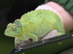 Wow! Ada Robot yang Bisa Berkamuflase Seperti Bunglon