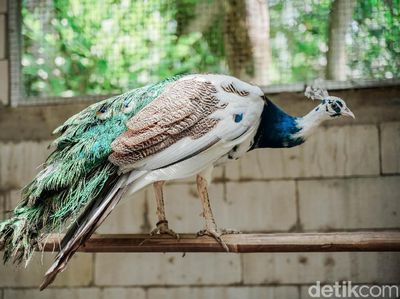Meraup Cuan Lewat Beternak Burung Merak di Masa Pandemi