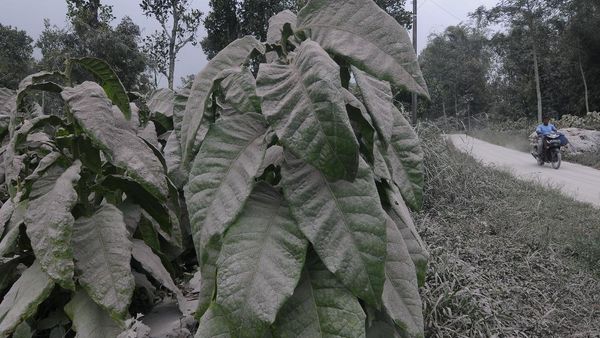 Abu Vulkanik Merapi Selimuti Permukiman Warga
