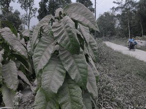 Abu Vulkanik Merapi Selimuti Permukiman Warga