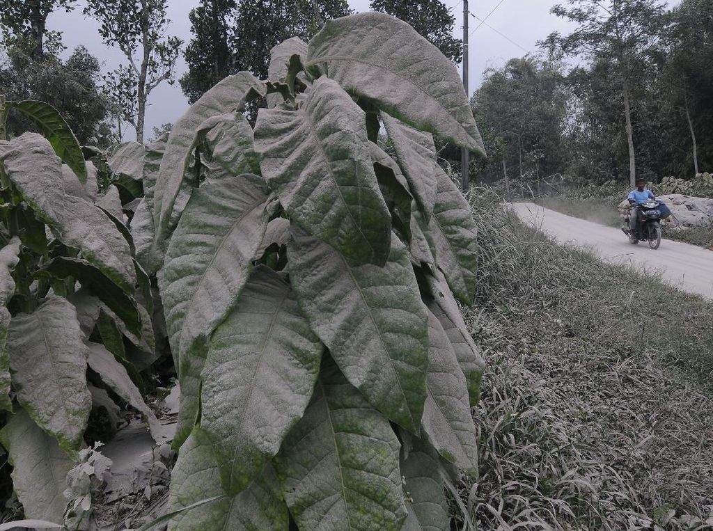 Abu Vulkanik Merapi Selimuti Permukiman Warga Abu Vulkanik Merapi Selimuti Permukiman Warga
