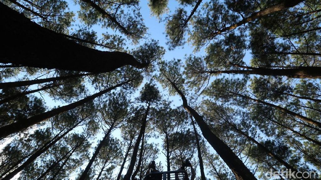 Kapan Ya Bisa ke Hutan Pinus Mangunan Lagi?