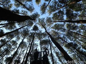 Kapan Ya Bisa ke Hutan Pinus Mangunan Lagi? Kapan Ya Bisa ke Hutan Pinus Mangunan Lagi?