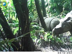 Ada Indikasi Perburuan, Berapa Jumlah Badak Jawa di TN Ujung Kulon?