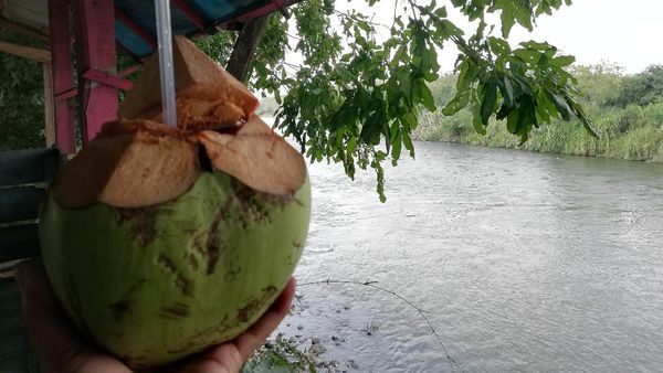 Santai Sejenak, Menikmati Es Kelapa Muda di Pinggir Sungai Cimanuk