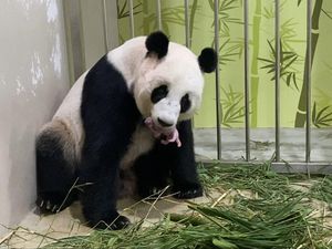 Sejarah! Singapura Kedatangan Bayi Panda Sejarah! Singapura Kedatangan Bayi Panda