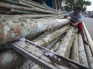 Anjlok! Penjualan Pohon Pinang Turun 90 Persen Anjlok! Penjualan Pohon Pinang Turun 90 Persen