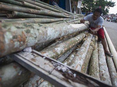 Anjlok! Penjualan Pohon Pinang Turun 90 Persen