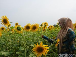 Viral Kebun Bunga Matahari Jadi Wisata Dadakan di Mojokerto Viral Kebun Bunga Matahari Jadi Wisata Dadakan di Mojokerto