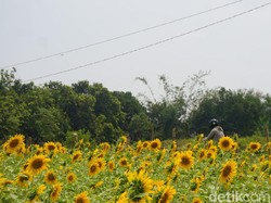Ini Cerita Bagaimana Kebun Bunga Matahari yang Viral di Mojokerto Tercipta