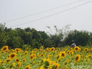 Ini Cerita Bagaimana Kebun Bunga Matahari yang Viral di Mojokerto Tercipta Ini Cerita Bagaimana Kebun Bunga Matahari yang Viral di Mojokerto Tercipta
